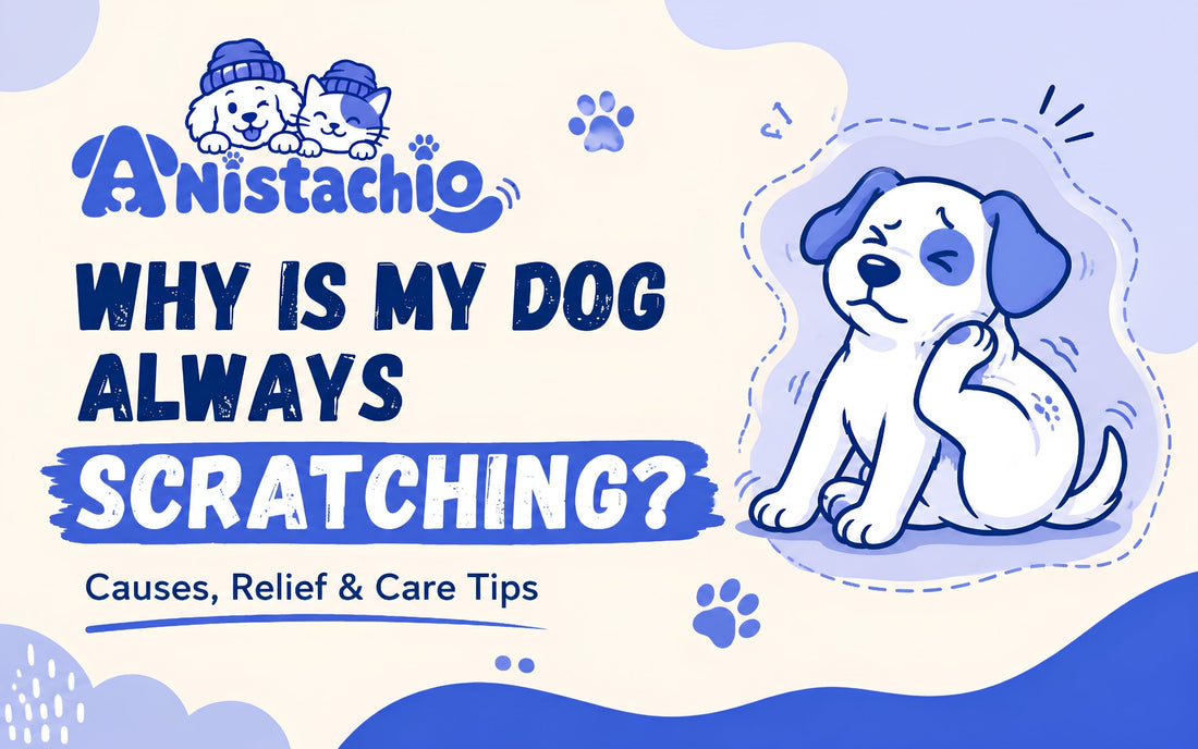 Why Is My Dog Always Scratching? Anti-Itch Shampoo vs Steroids — What Vets Say