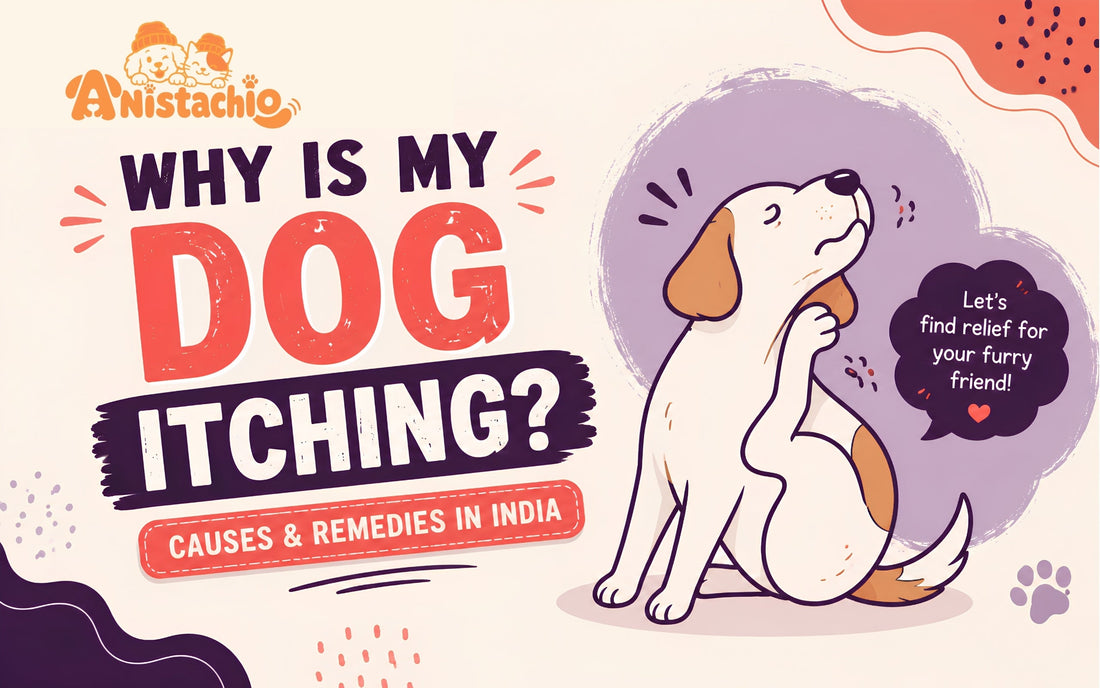 Why is my dog itching? Five common causes and plant-based remedies